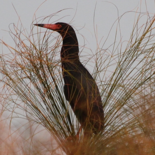Rufous-bellied Heron (Ardeola rufiventris)