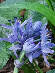 Hyacinthoides italica