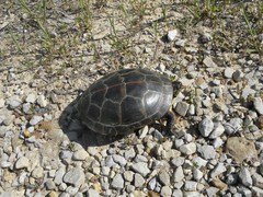 Chrysemys dorsalis