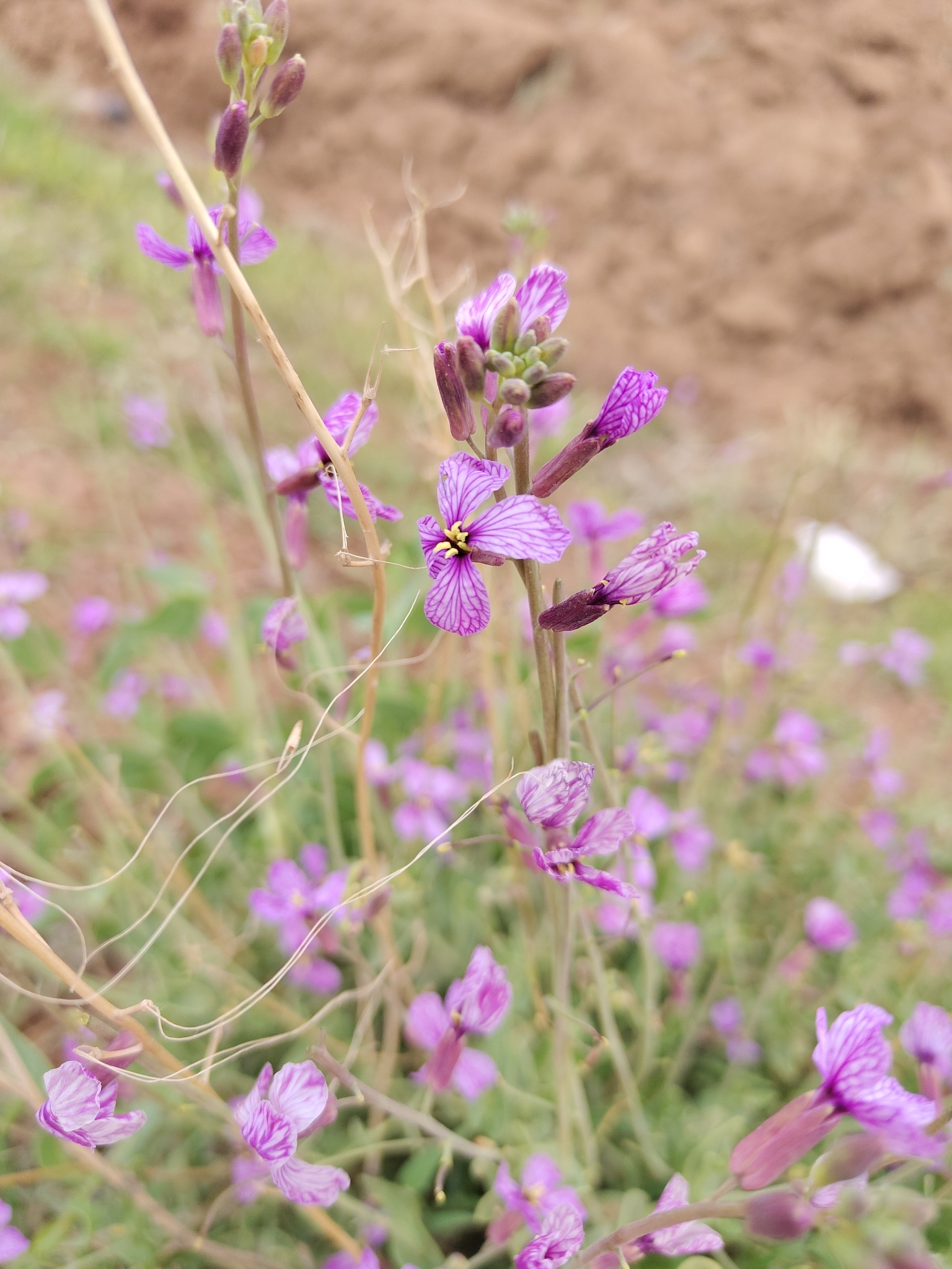 Purple Mistress (Moricandia arvensis)