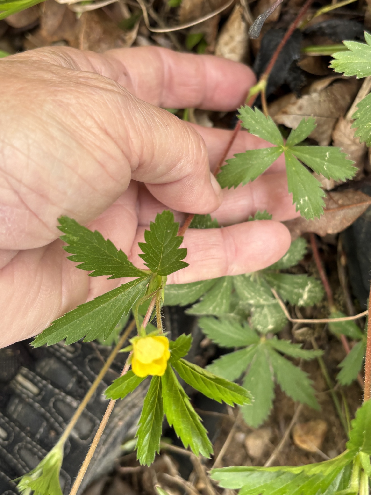 Old-Field Cinquefoil (Potentilla simplex)