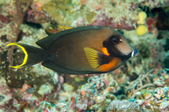 Chocolate Surgeonfish photo 4