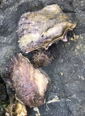Pinctada mazatlanica
