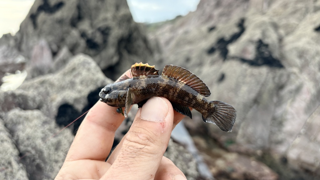 Rock goby (Gobius paganellus) — Gobiidae