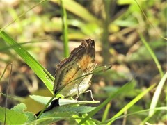 Junonia terea terea