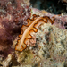 Orsak Flatworm - Photo (c) David R, some rights reserved (CC BY-NC), uploaded by David R
