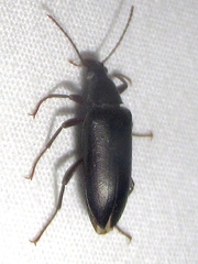 Eupsophulus