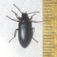 Eupsophulus