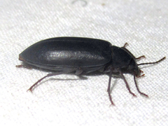 Eupsophulus