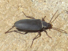 Eupsophulus