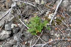 Drymocallis inquinans