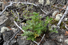 Drymocallis inquinans