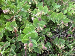 Arctostaphylos cruzensis