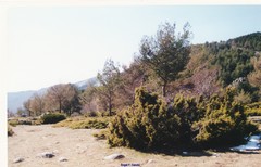 Juniperus communis communis
