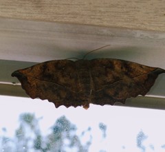 Eutrapela clemataria