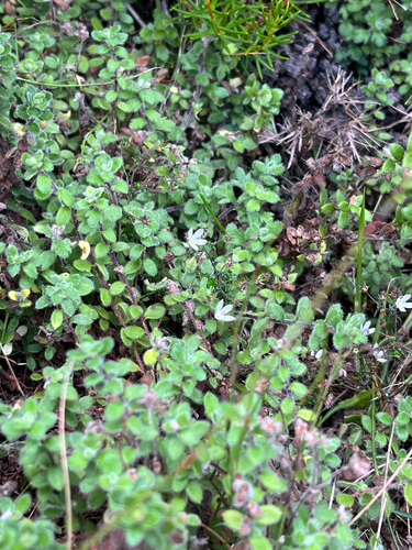 Crassula peculiaris