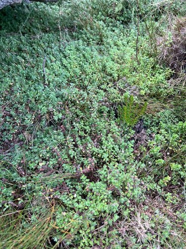 Crassula peculiaris