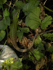Lacerta strigata