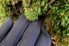 Tetraphis geniculata