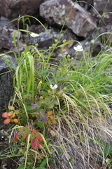 Drymocallis inquinans