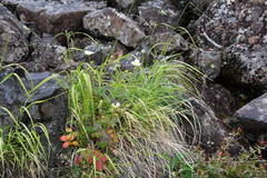 Drymocallis inquinans