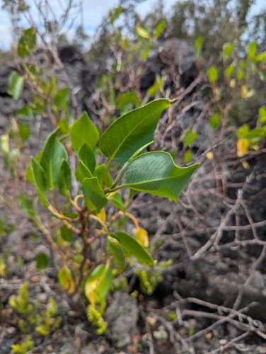 lava dock (Rumex skottsbergii)