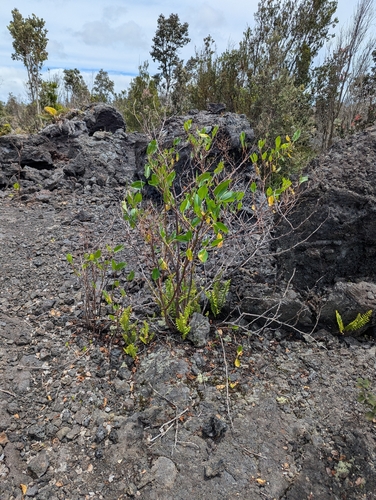 Rumex skottsbergii, photograph 2