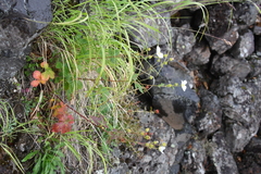 Drymocallis inquinans