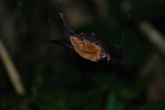 Pteronotus