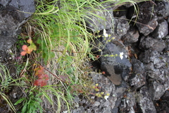 Drymocallis inquinans