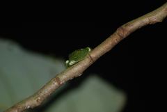 Centrolenidae