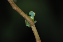 Centrolenidae