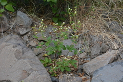 Drymocallis inquinans