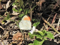 Colotis euippe complexivus