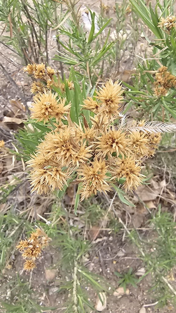 Ericameria nauseosa, Fruitdale, Wheat Ridge, CO 80033, USA