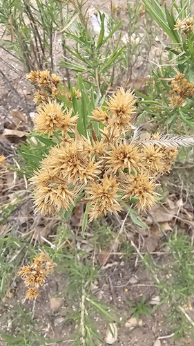 rubber rabbitbrush (Ericameria nauseosa)