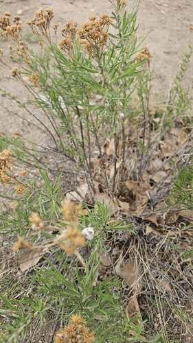 Ericameria nauseosa