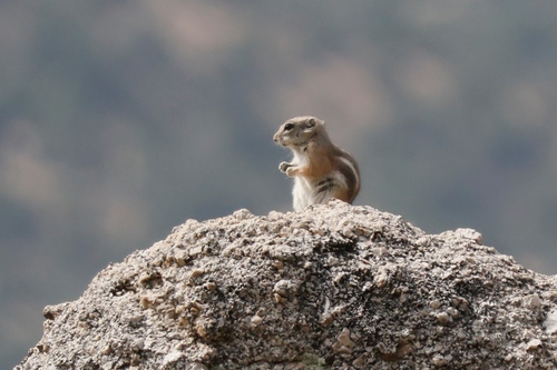 Texas Antelope Squirrel observed by noahgaines