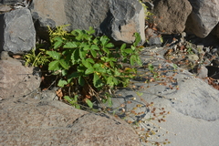 Drymocallis inquinans