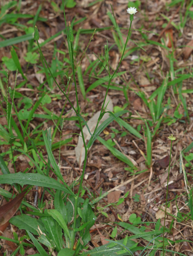 white flatweed (Hypochaeris albiflora)