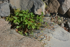 Drymocallis inquinans