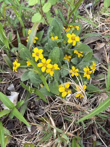northern green-and-gold (Chrysogonum virginianum)