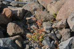 Drymocallis inquinans