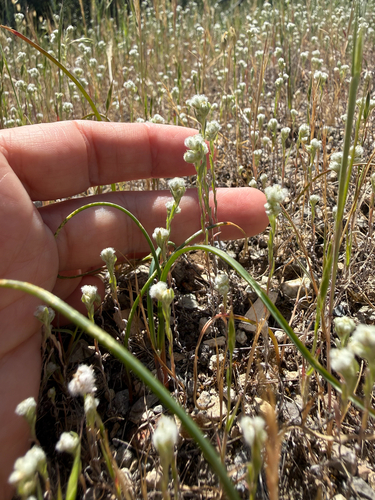 Q-tips (Micropus californicus)