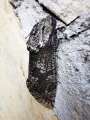 Prionoxystus robiniae