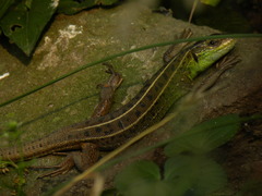 Lacerta strigata