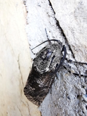 Prionoxystus robiniae