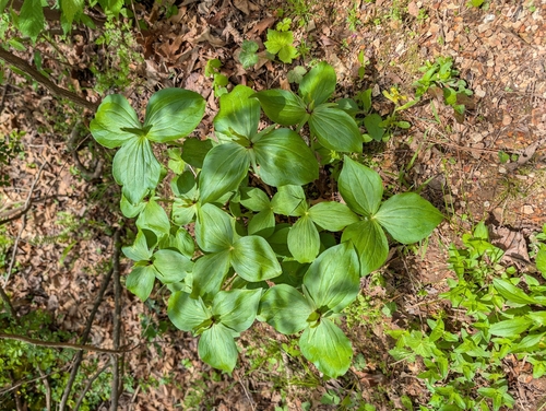 Trillium viridescens, photograph 5