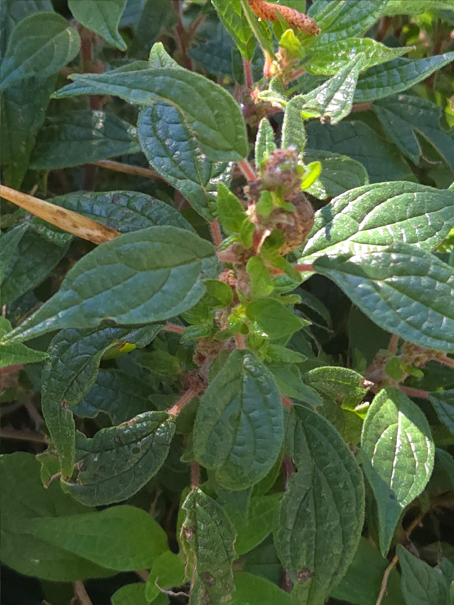 Pellitory-Of-The-Wall (Parietaria judaica)