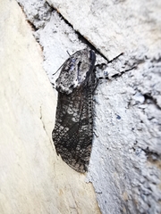 Prionoxystus robiniae